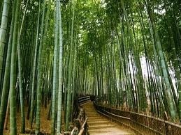 bambusal